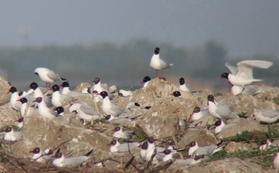 Dunajske_safari_1